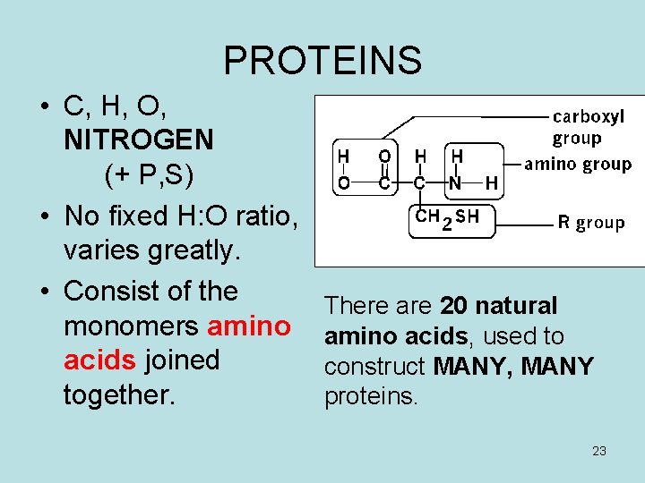 PROTEINS • C, H, O, NITROGEN (+ P, S) • No fixed H: O