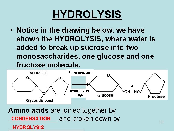 HYDROLYSIS • Notice in the drawing below, we have shown the HYDROLYSIS, where water