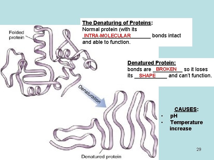 The Denaturing of Proteins: Normal protein (with its INTRA-MOLECULAR ____________ bonds intact and able