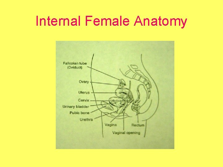 Internal Female Anatomy 