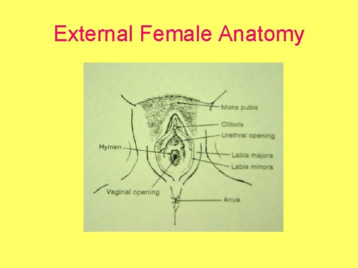 External Female Anatomy 