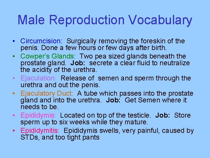 Male Reproduction Vocabulary • Circumcision: Surgically removing the foreskin of the penis. Done a