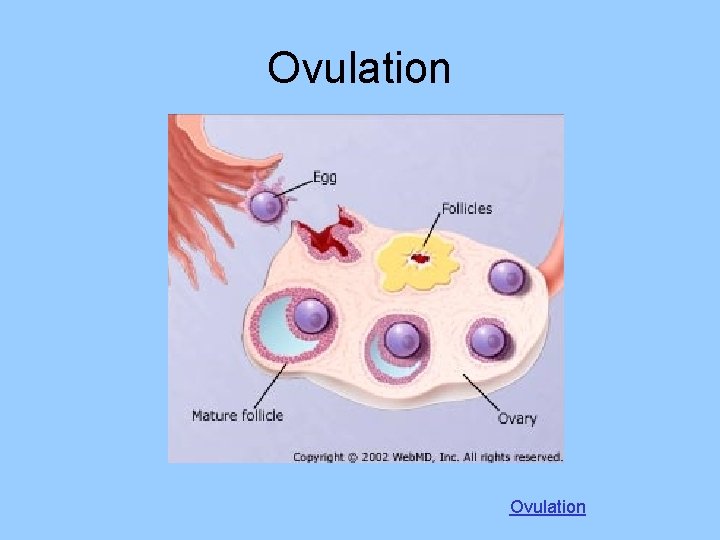 Ovulation 