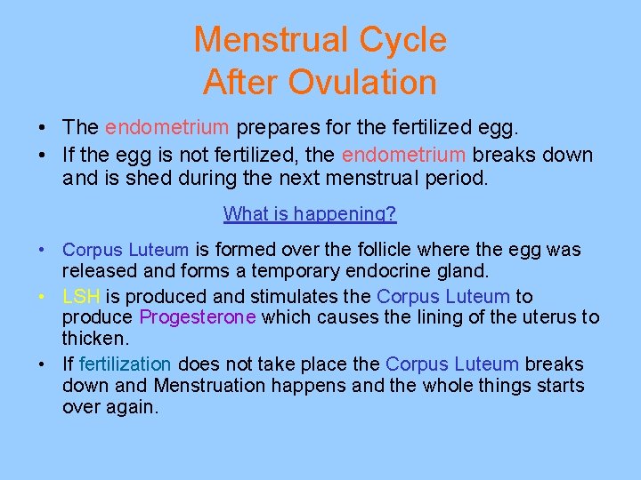 Menstrual Cycle After Ovulation • The endometrium prepares for the fertilized egg. • If