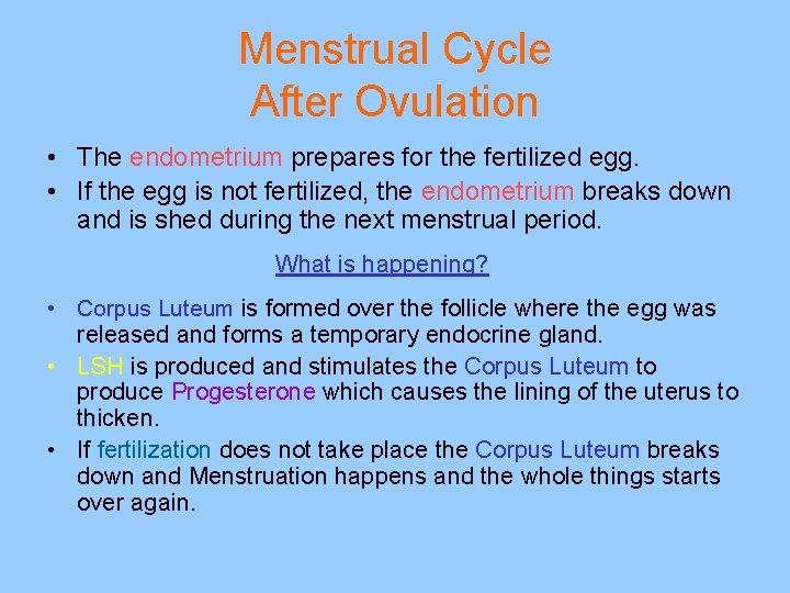 Menstrual Cycle After Ovulation • The endometrium prepares for the fertilized egg. • If