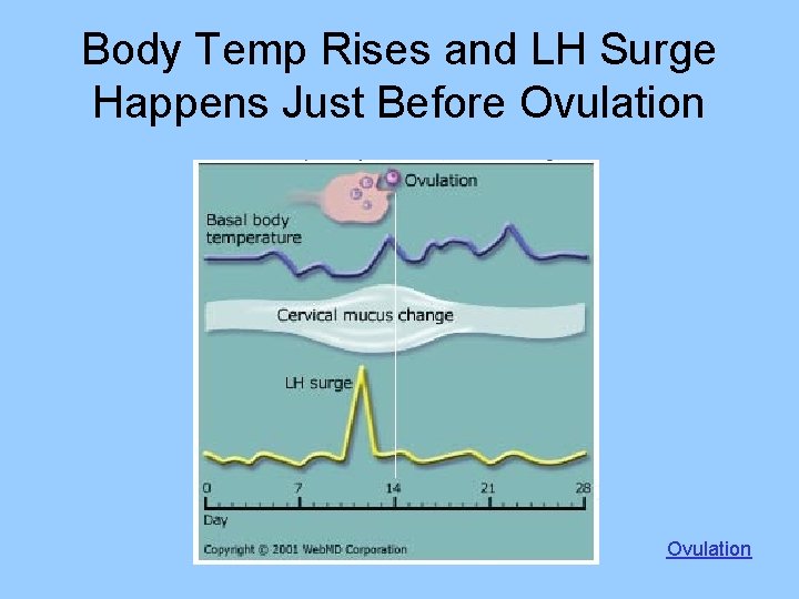 Body Temp Rises and LH Surge Happens Just Before Ovulation 