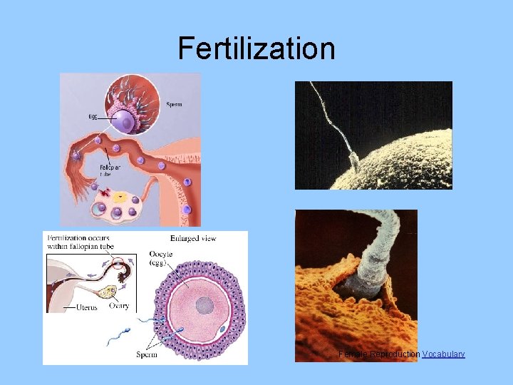 Fertilization Female Reproduction Vocabulary 