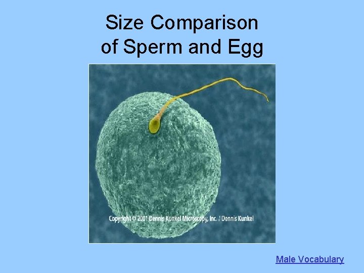 Size Comparison of Sperm and Egg Male Vocabulary 