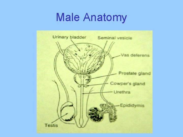 Male Anatomy 