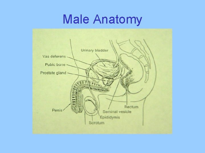 Male Anatomy 