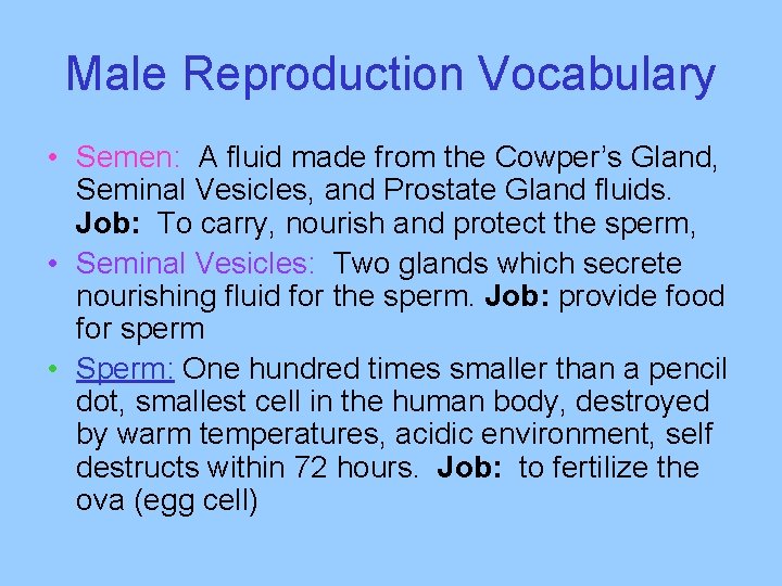Male Reproduction Vocabulary • Semen: A fluid made from the Cowper’s Gland, Seminal Vesicles,
