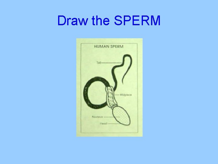 Draw the SPERM 