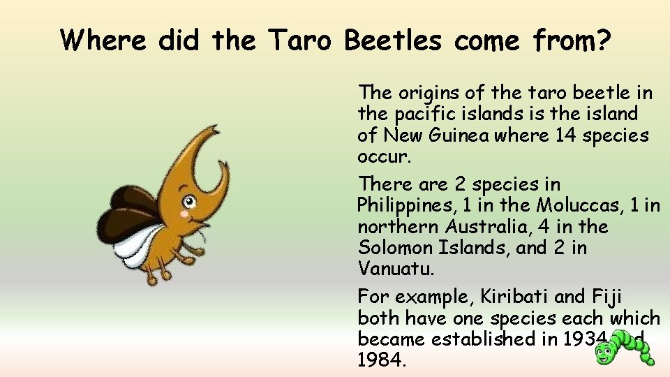 Where did the Taro Beetles come from? The origins of the taro beetle in