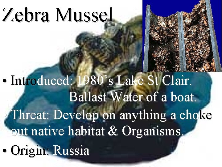 Zebra Mussel • Introduced: 1980’s Lake St Clair. Ballast Water of a boat. •