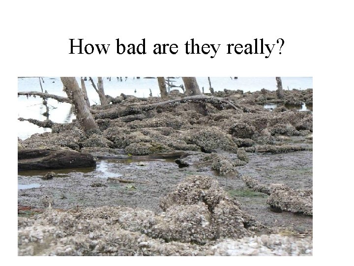 How bad are they really? 