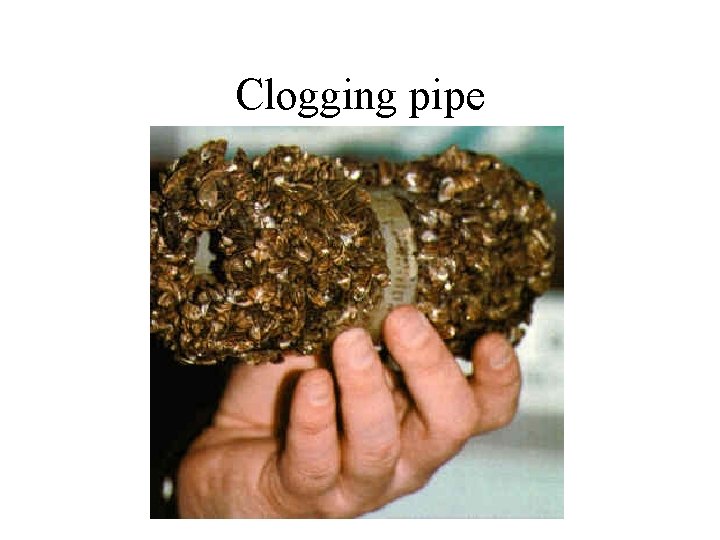 Clogging pipe 
