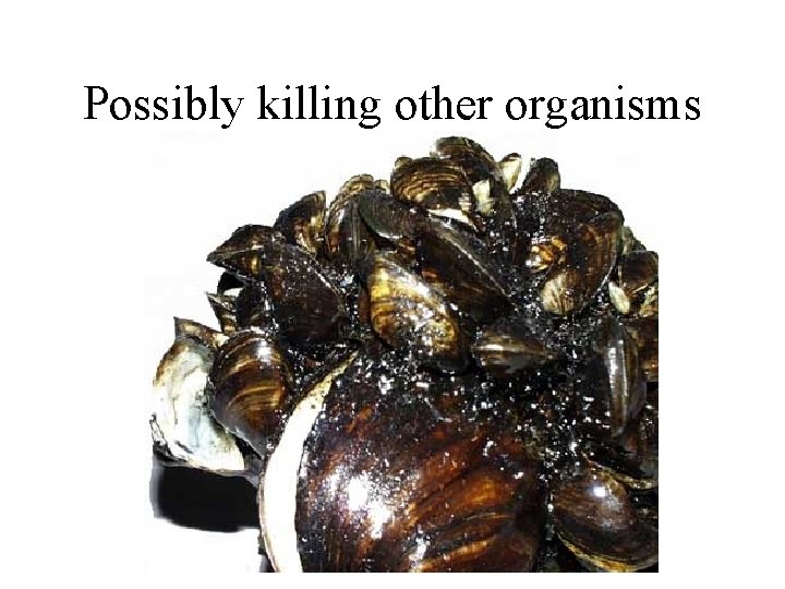 Possibly killing other organisms 