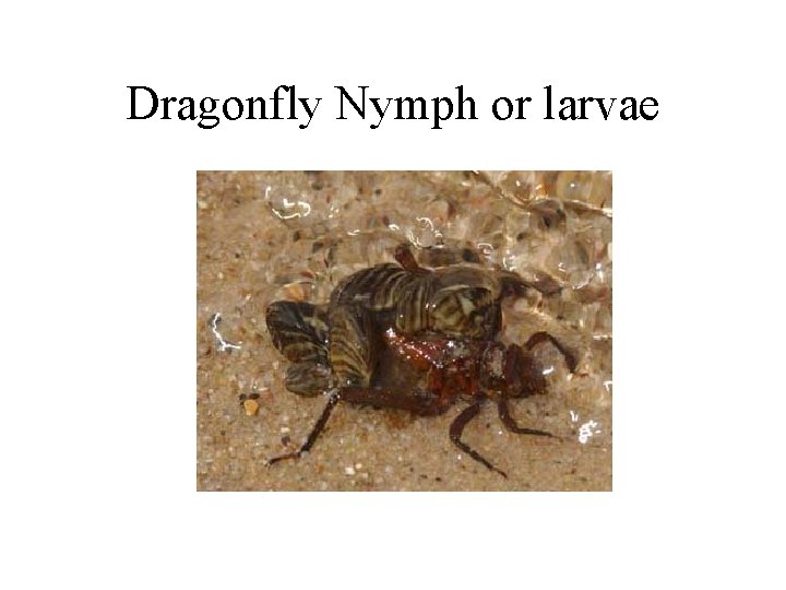 Dragonfly Nymph or larvae 