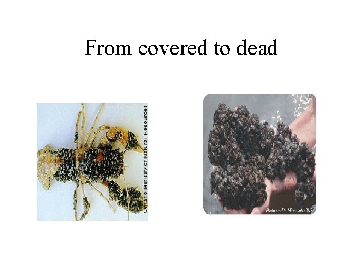 From covered to dead 