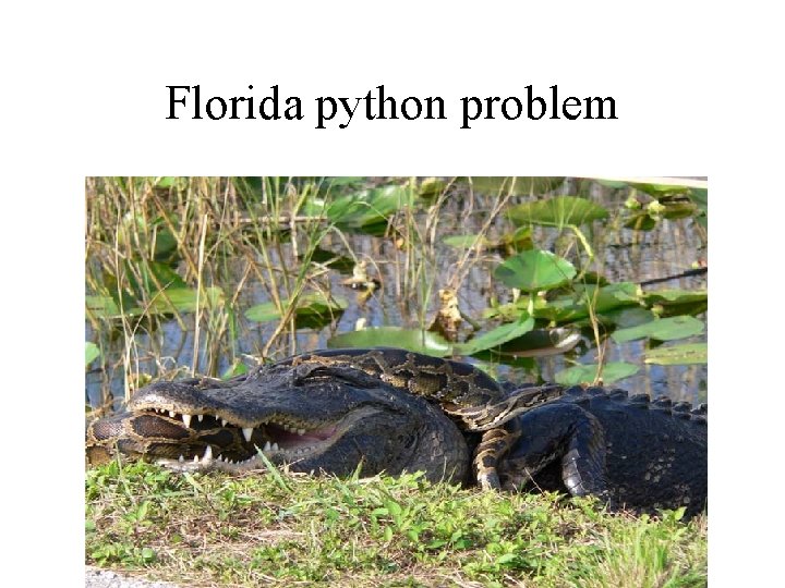 Florida python problem 