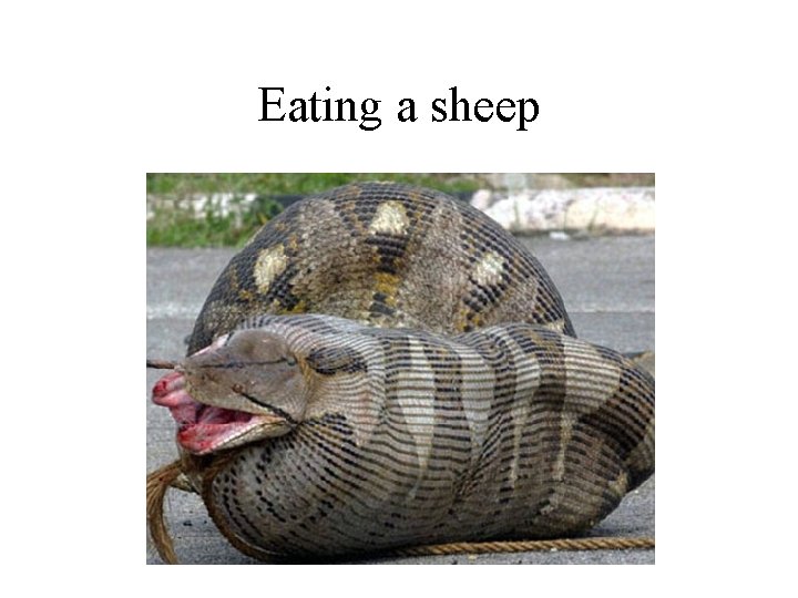 Eating a sheep 