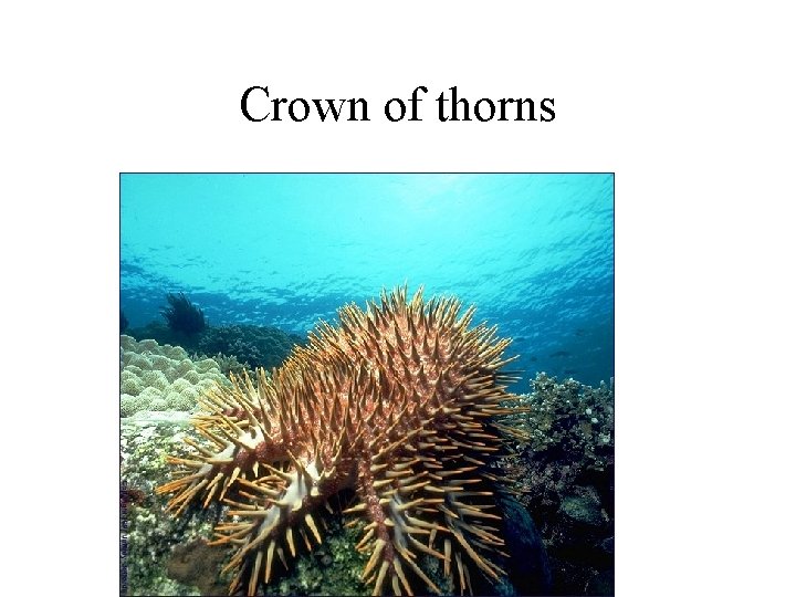 Crown of thorns 