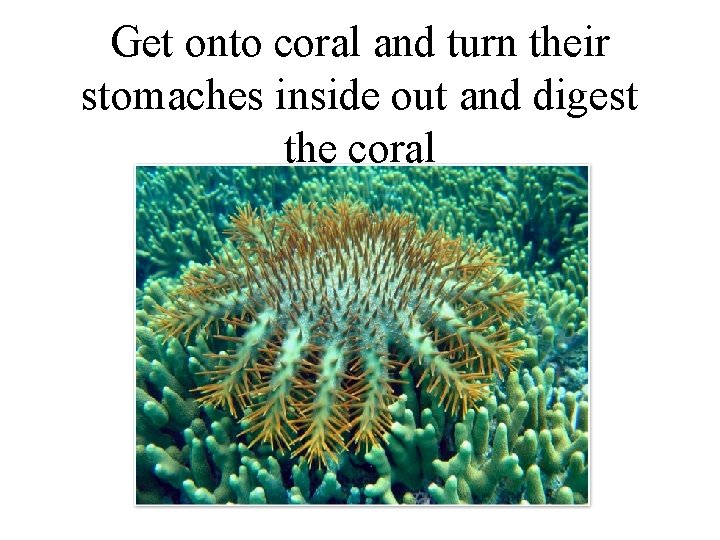 Get onto coral and turn their stomaches inside out and digest the coral 