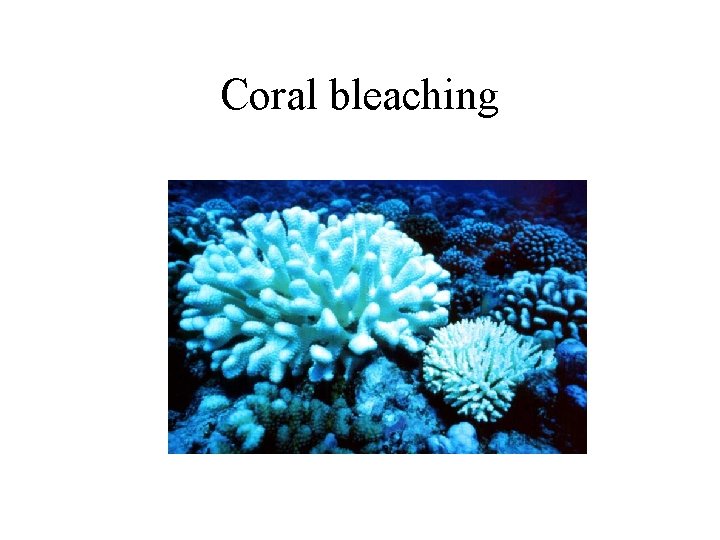 Coral bleaching 