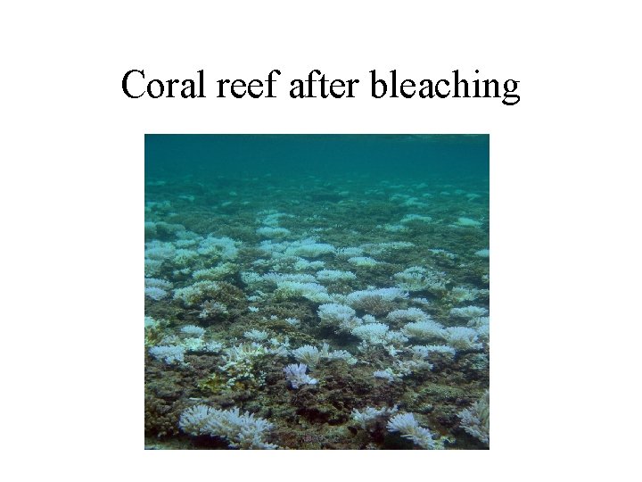 Coral reef after bleaching 