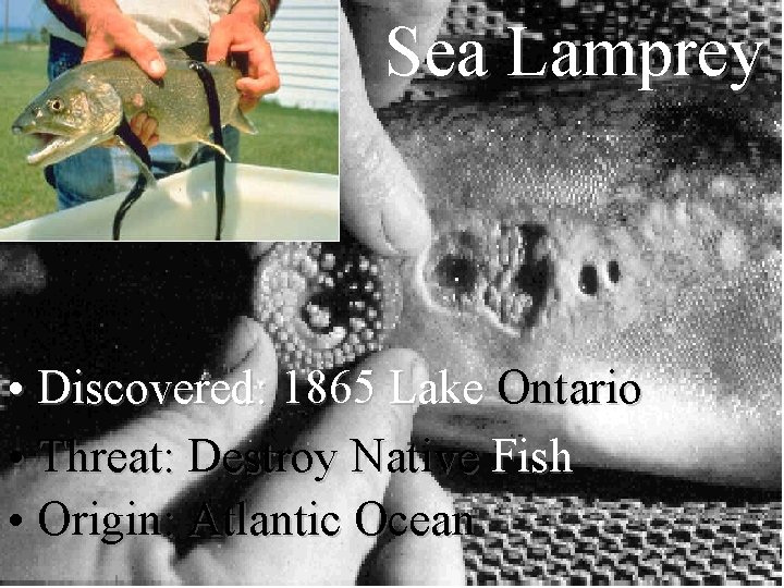 Sea Lamprey • Discovered: 1865 Lake Ontario • Threat: Destroy Native Fish • Origin:
