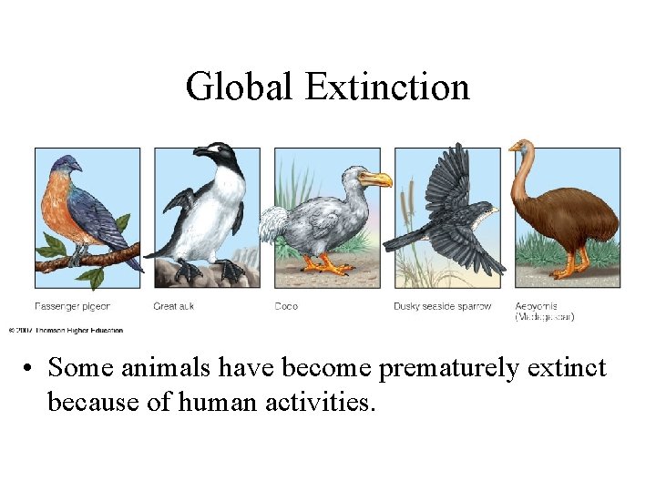 Global Extinction • Some animals have become prematurely extinct because of human activities. 