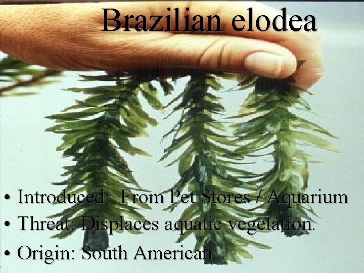 Brazilian elodea • Introduced: From Pet Stores / Aquarium • Threat: Displaces aquatic vegetation.
