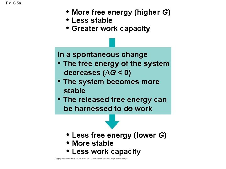 Fig. 8 -5 a • More free energy (higher G) • Less stable •
