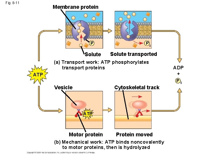 Fig. 8 -11 Membrane protein P Solute Pi Solute transported (a) Transport work: ATP