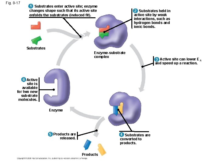 Fig. 8 -17 1 Substrates enter active site; enzyme changes shape such that its