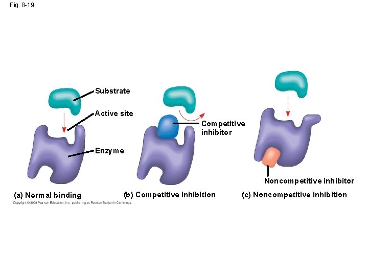 Fig. 8 -19 Substrate Active site Competitive inhibitor Enzyme Noncompetitive inhibitor (a) Normal binding