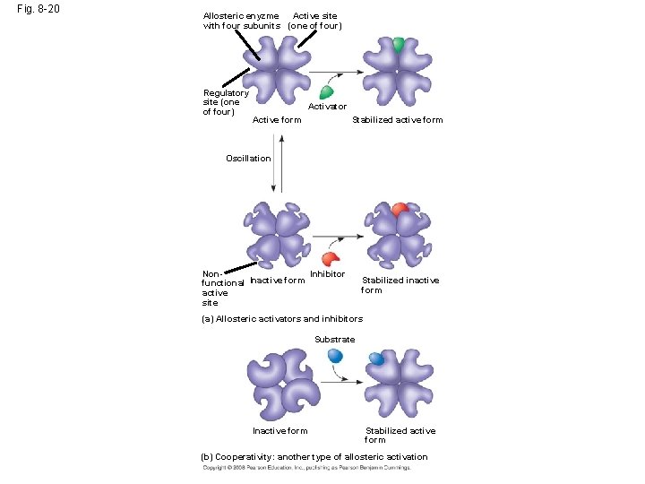 Fig. 8 -20 Active site Allosteric enyzme with four subunits (one of four) Regulatory
