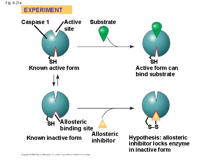 Fig. 8 -21 a EXPERIMENT Caspase 1 Active site Substrate SH Known active form