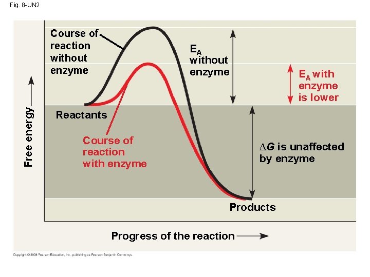 Fig. 8 -UN 2 Free energy Course of reaction without enzyme EA with enzyme