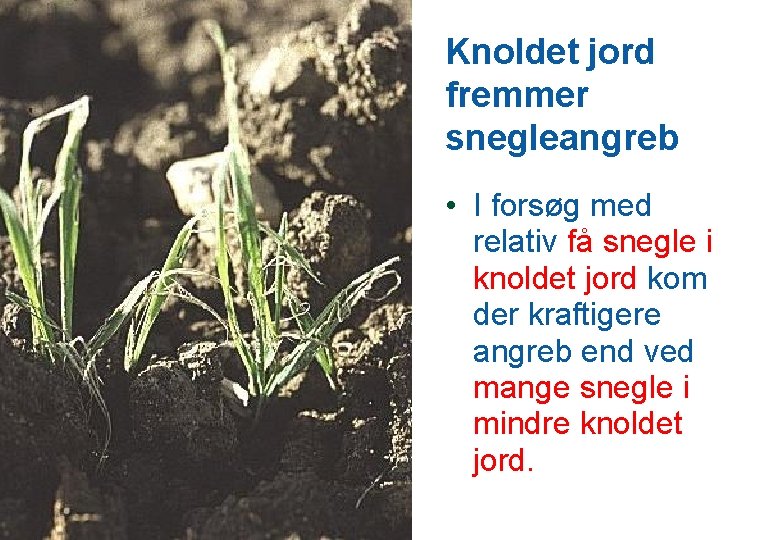 Knoldet jord fremmer snegleangreb • I forsøg med relativ få snegle i knoldet jord