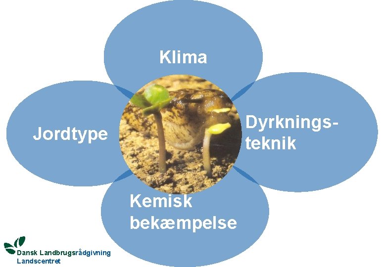 Klima Dyrkningsteknik Jordtype Kemisk bekæmpelse Dansk Landbrugsrådgivning Landscentret 