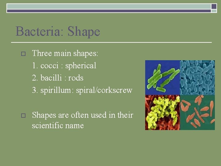Bacteria: Shape o Three main shapes: 1. cocci : spherical 2. bacilli : rods