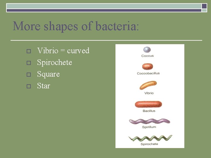 More shapes of bacteria: o o Vibrio = curved Spirochete Square Star 