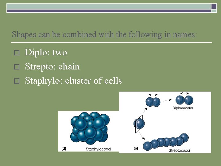Shapes can be combined with the following in names: o o o Diplo: two