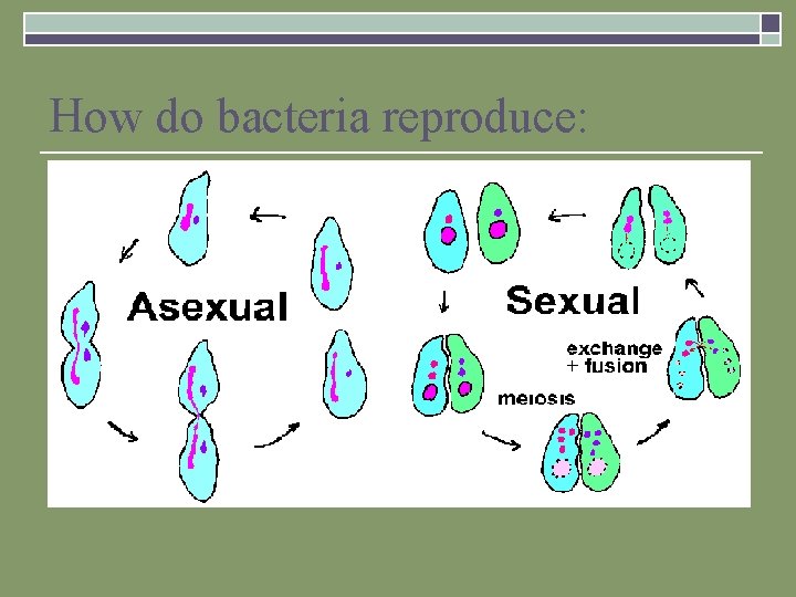 How do bacteria reproduce: 