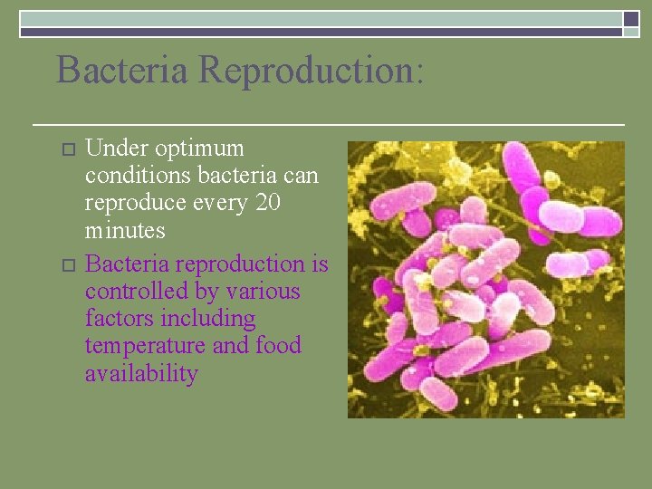 Bacteria Reproduction: o o Under optimum conditions bacteria can reproduce every 20 minutes Bacteria