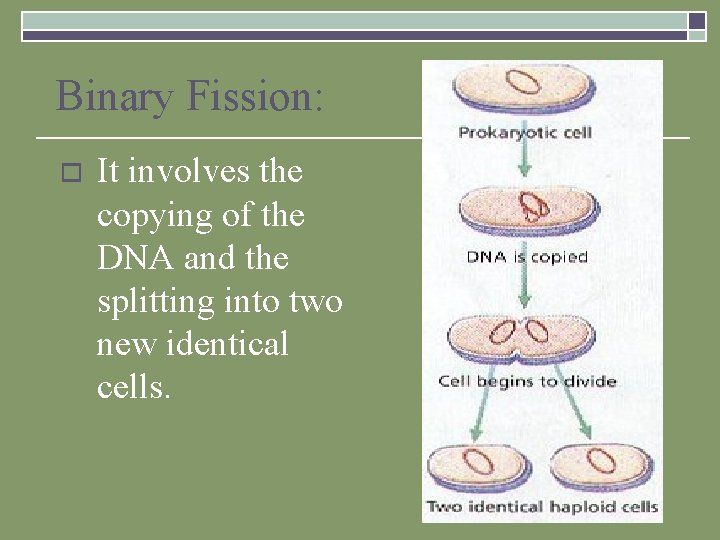 Binary Fission: o It involves the copying of the DNA and the splitting into