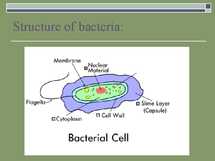 Structure of bacteria: 