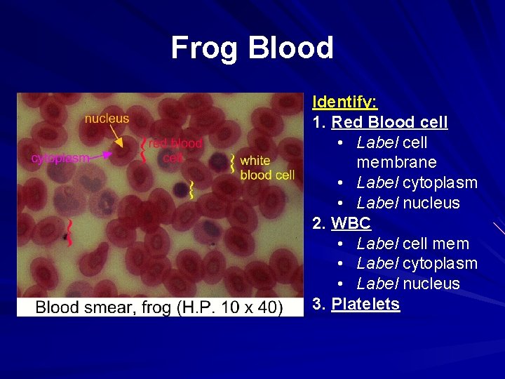 Frog Blood Identify: 1. Red Blood cell • Label cell membrane • Label cytoplasm