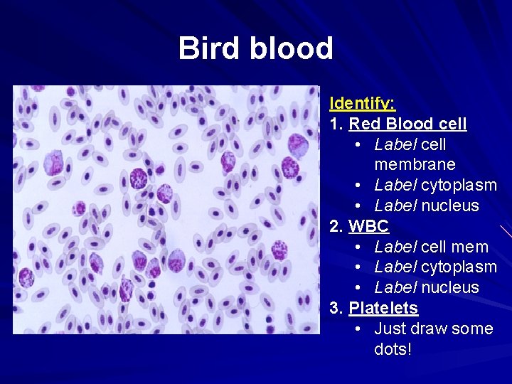 Bird blood Identify: 1. Red Blood cell • Label cell membrane • Label cytoplasm